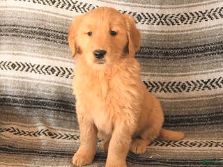 Golden Retriever dogs Flicka - Ad 7