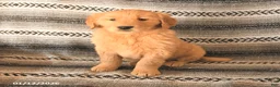 Golden Retriever dogs for sale: Flicka - Ad 1