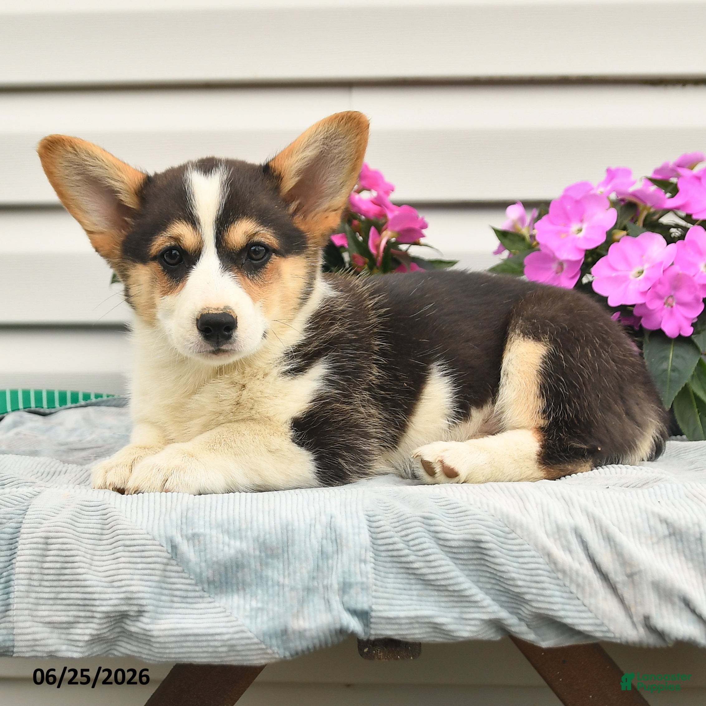 Welsh Corgi Pembroke dogs Jewel - Ad 1