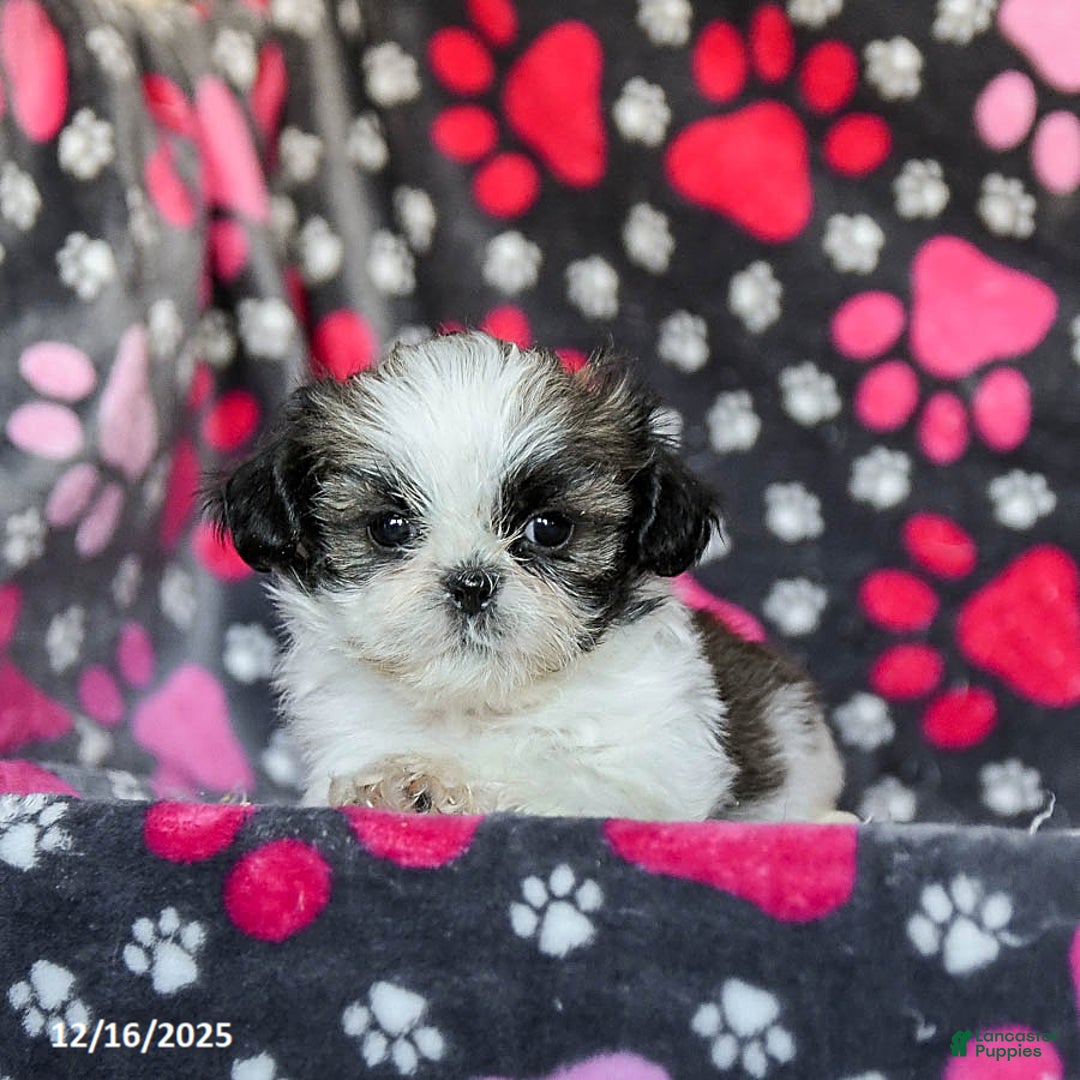Shih Tzu dogs for sale: Milkyway - Ad 3