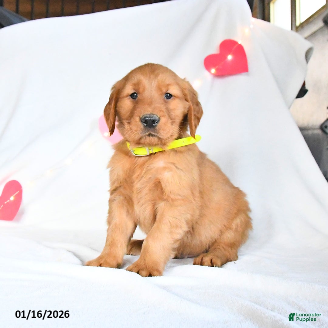 Golden Retriever dogs for sale: Max - Ad 3