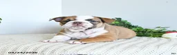 English Bulldog dogs for sale: Trixie Special Needs - Ad 1