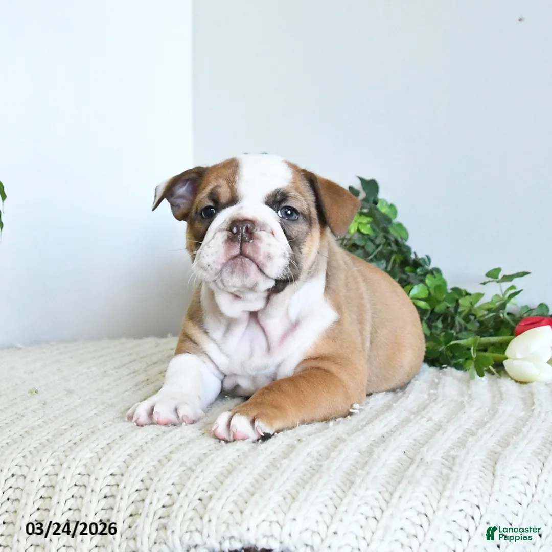 English Bulldog dogs for sale: Trixie Special Needs - Ad 1