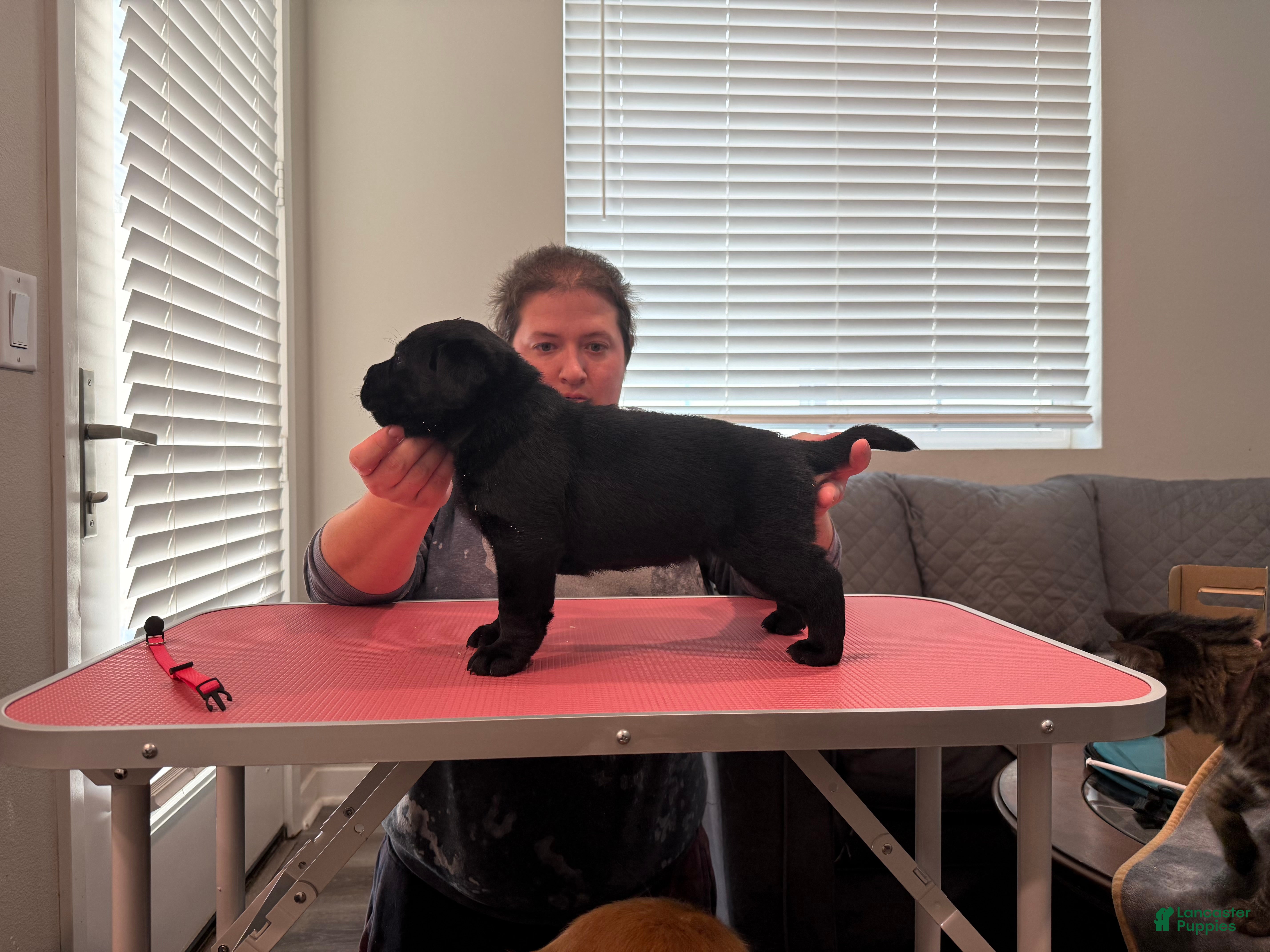 Labrador Retriever dogs Pink collar girl - Ad 6