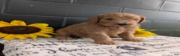 Goldendoodle dogs for sale: Lincoln  - Ad 6