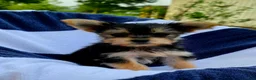 Yorkshire Terrier dogs for sale: Donald - Ad 8