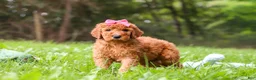 Goldendoodle dogs for sale: Kylie - Ad 5
