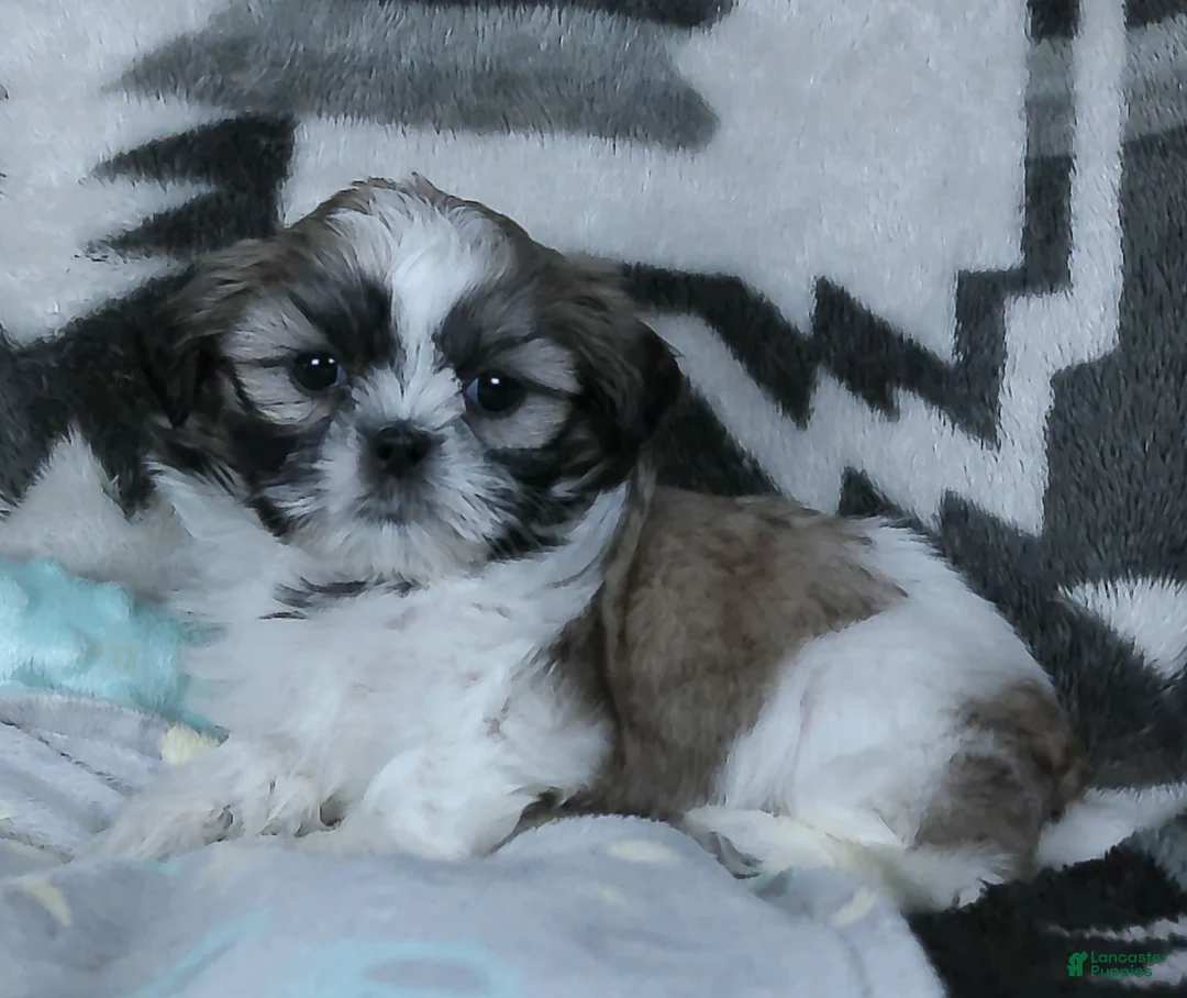 Shih Tzu dogs for sale: Grant - Ad 1