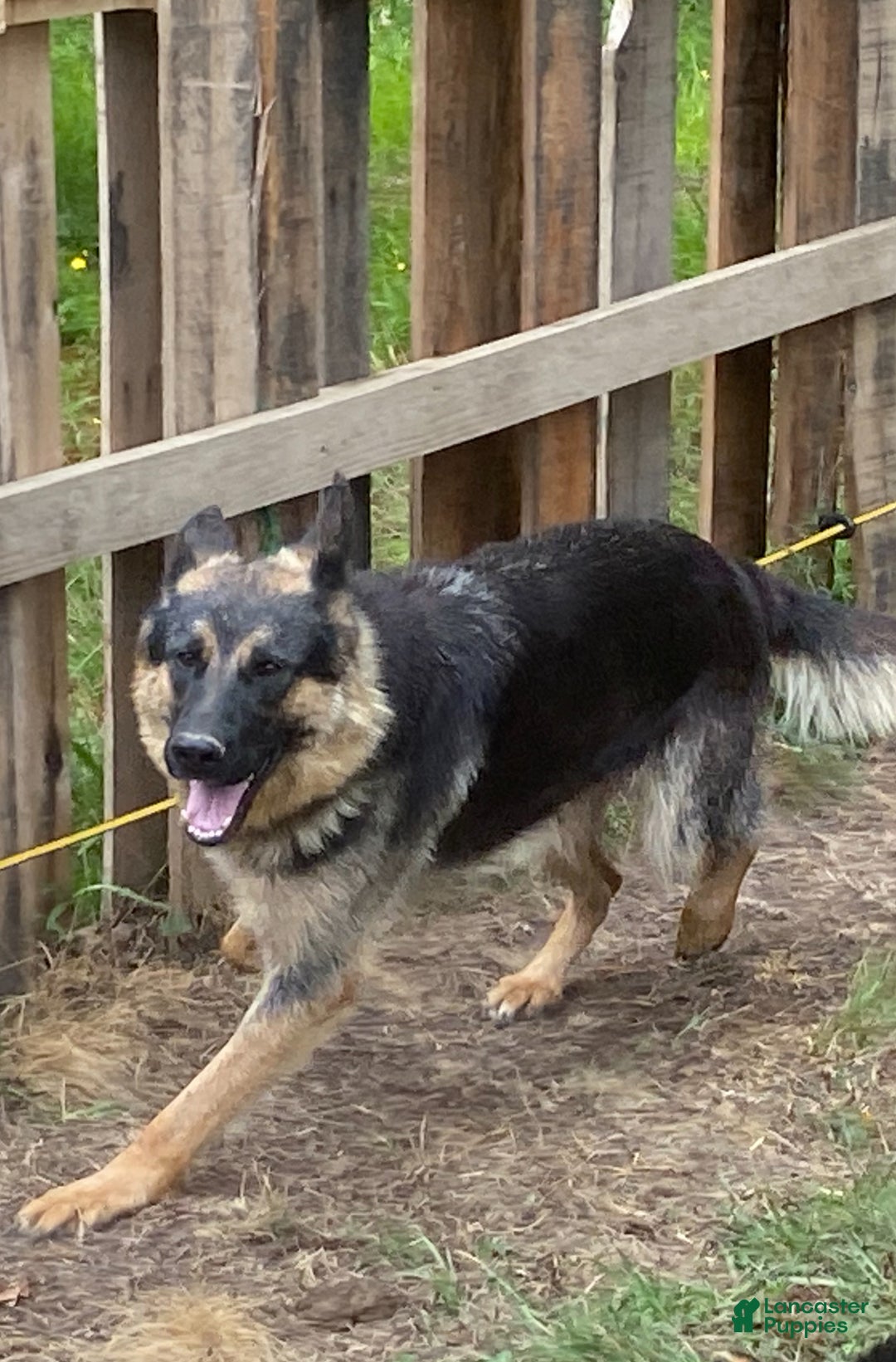 German Shepherd dogs for sale: Lindy - Ad 4