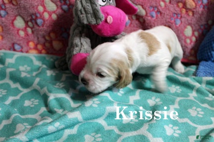 Cocker Spaniel dogs Krissie - Ad 9