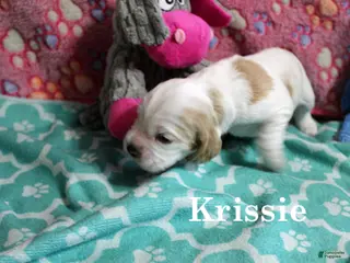 Cocker Spaniel dogs Krissie - Ad 9