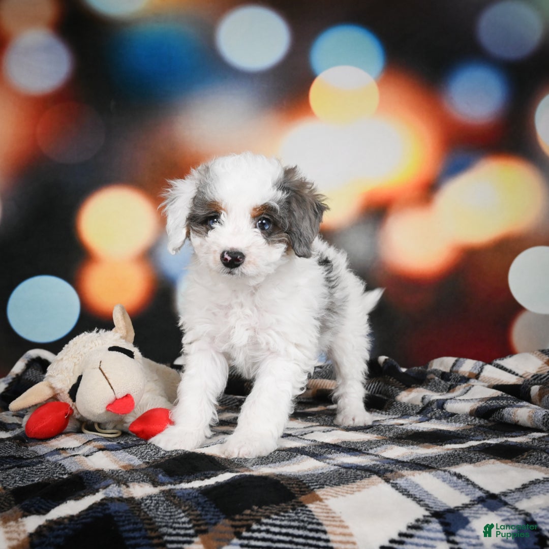 Mini Bernedoodle dogs for sale: Gunner - Ad 6