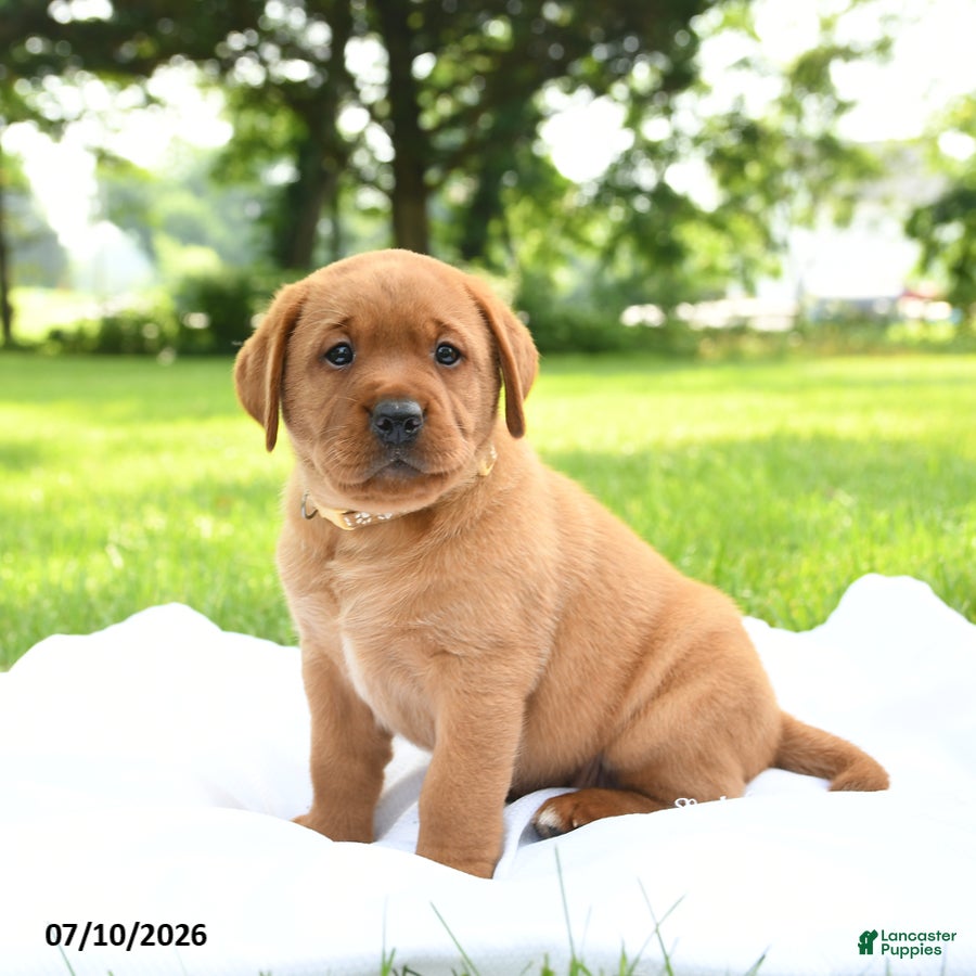 Labrador Retriever dogs Hunney - Ad 1