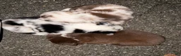 Border Collie dogs for sale: Specks - Ad 44