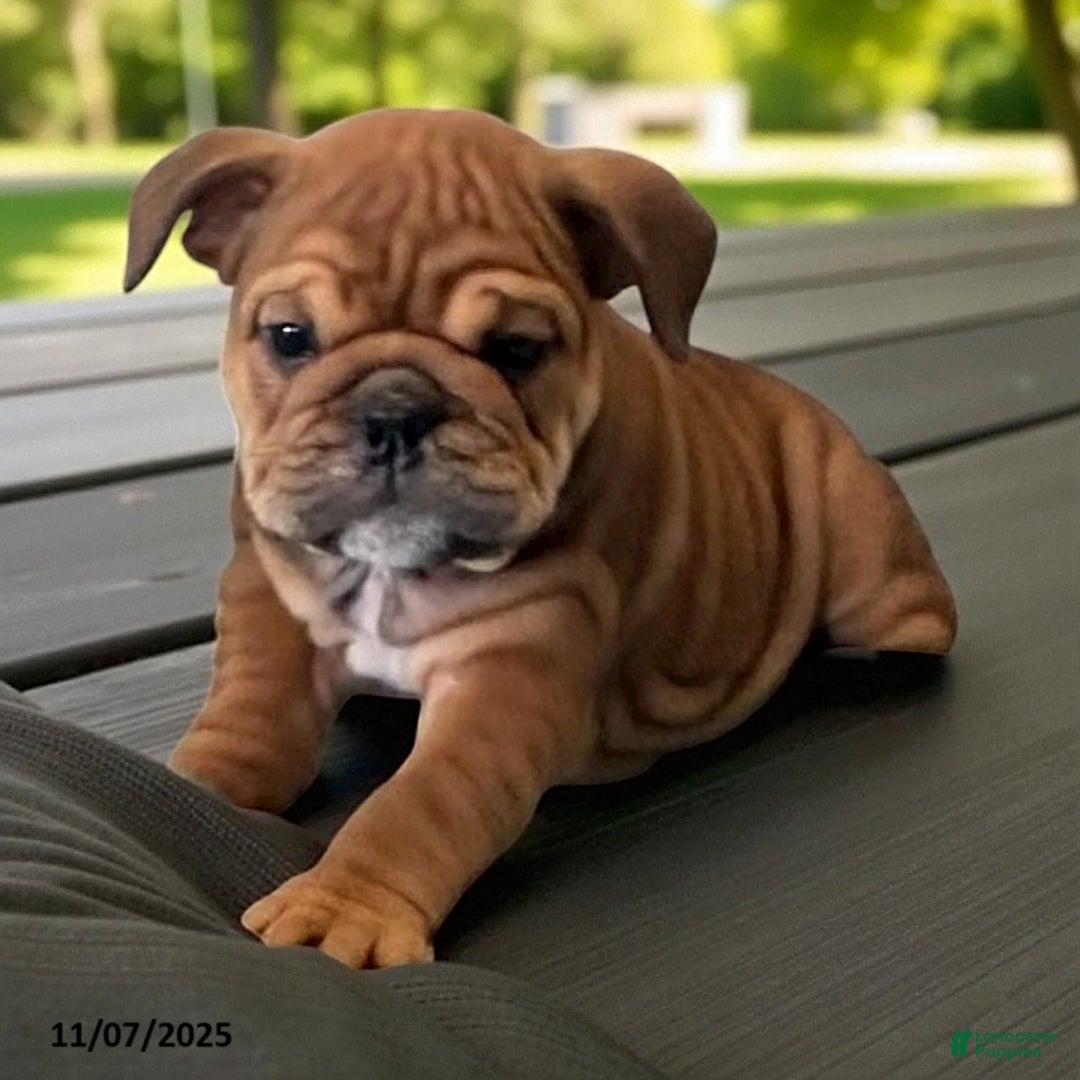 English Bulldog dogs for sale: Cocoa - Ad 1
