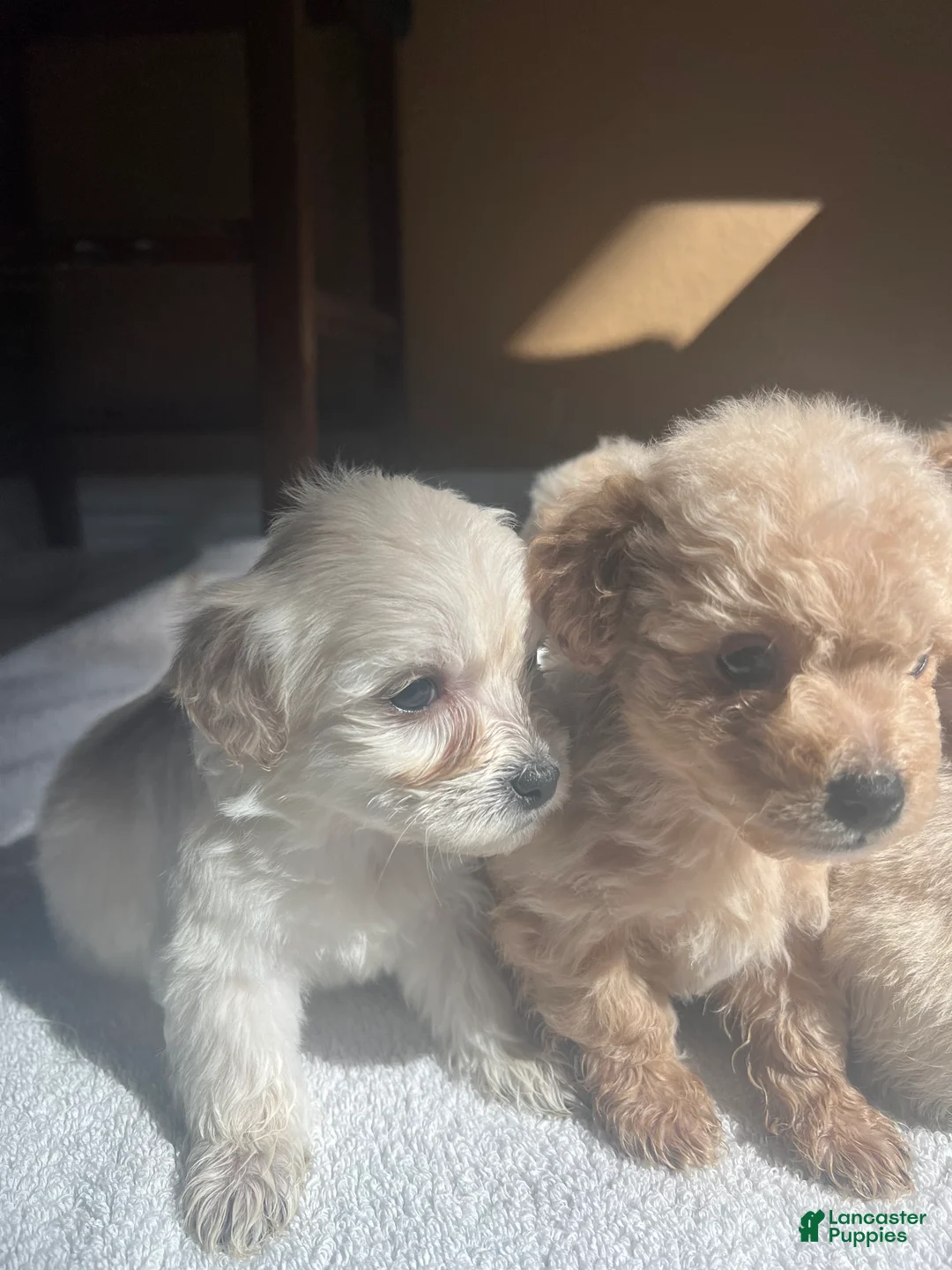 Maltipoo dogs for sale: Briana - Ad 21