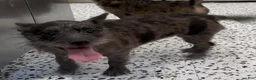 Mixed Breed dogs for sale: Scarlet - Ad 1