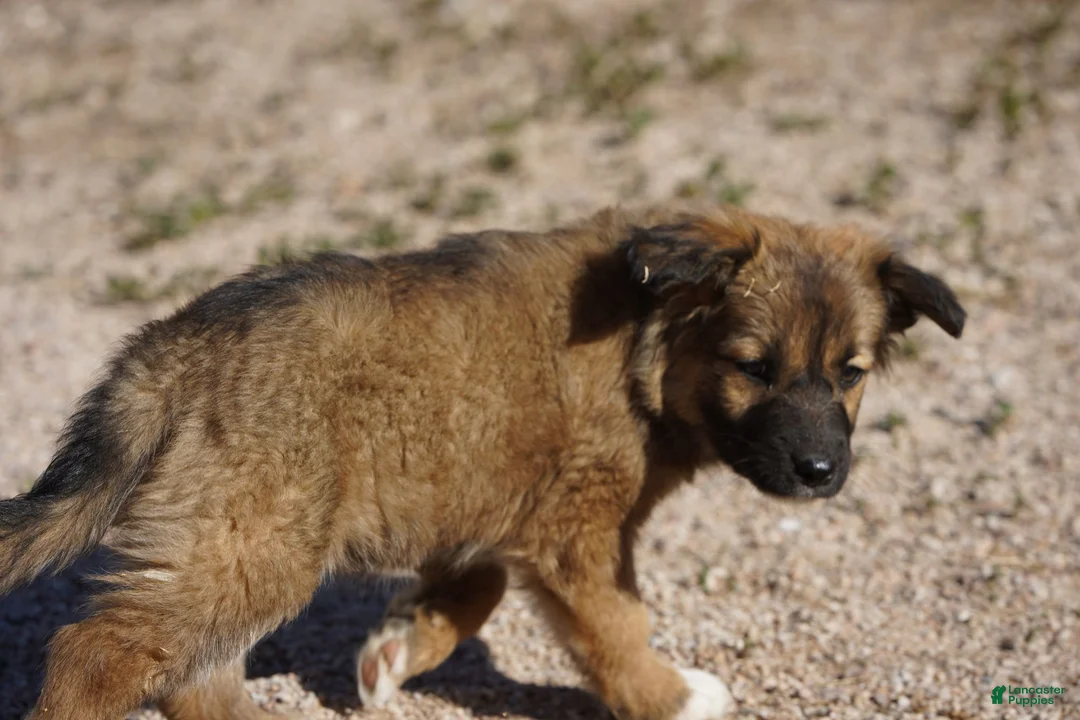 Mixed Breed dogs for sale: Toes F Sable - Ad 8