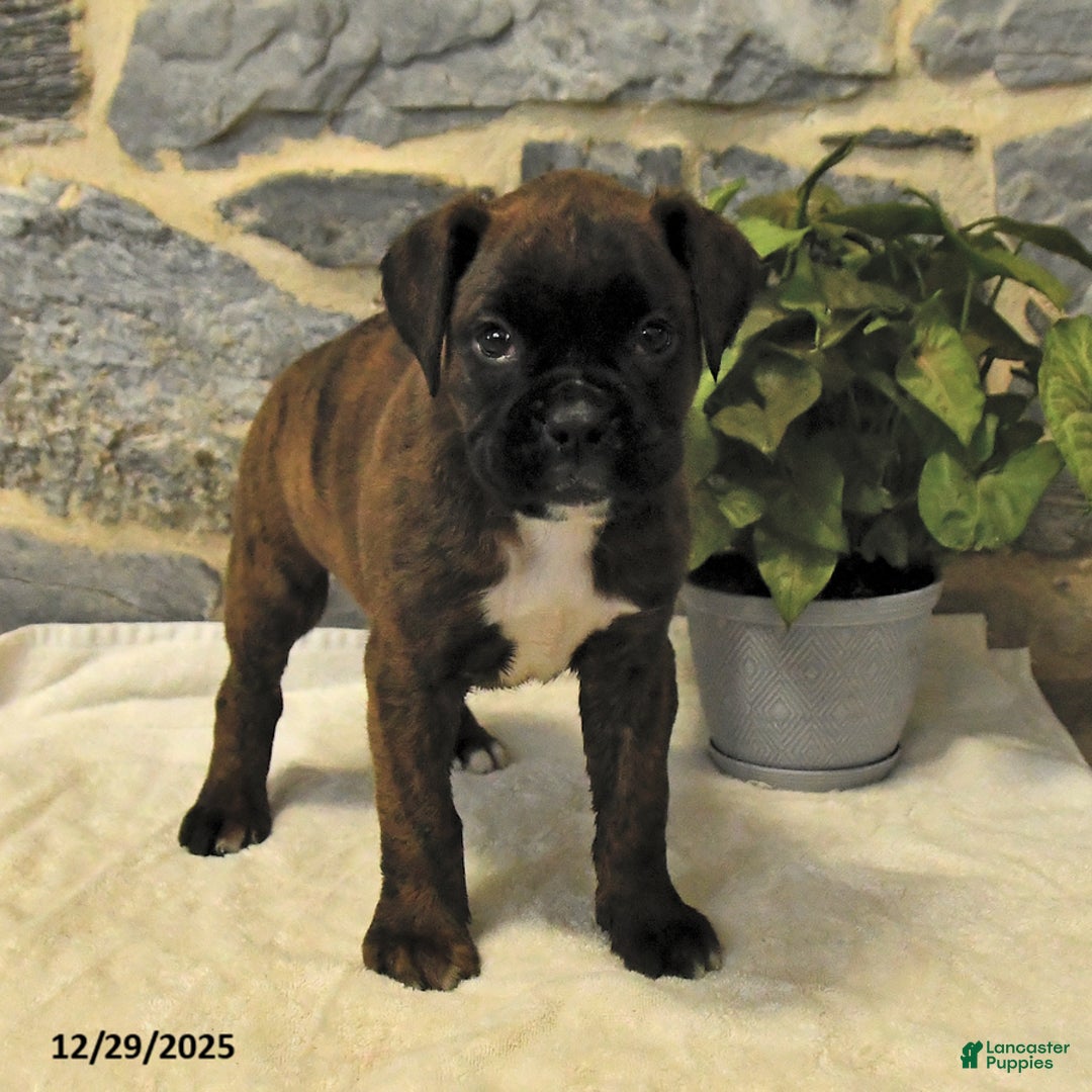 Boxer dogs for sale: Colt - Ad 3