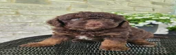 Mini Goldendoodle dogs for sale: Pongo - Ad 2