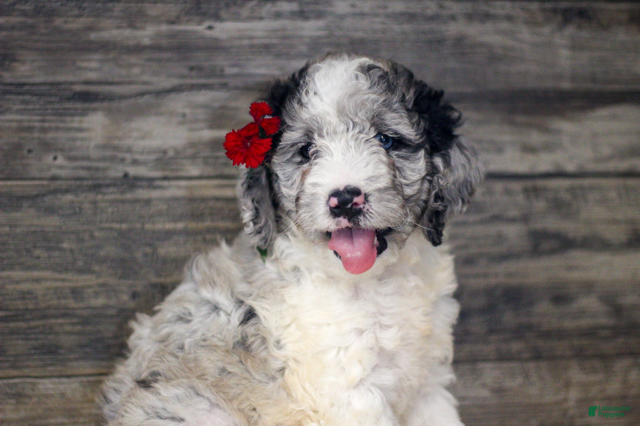 Mixed Breed dogs Millie - Ad 1