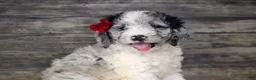 Mixed Breed dogs for sale: Millie - Ad 1