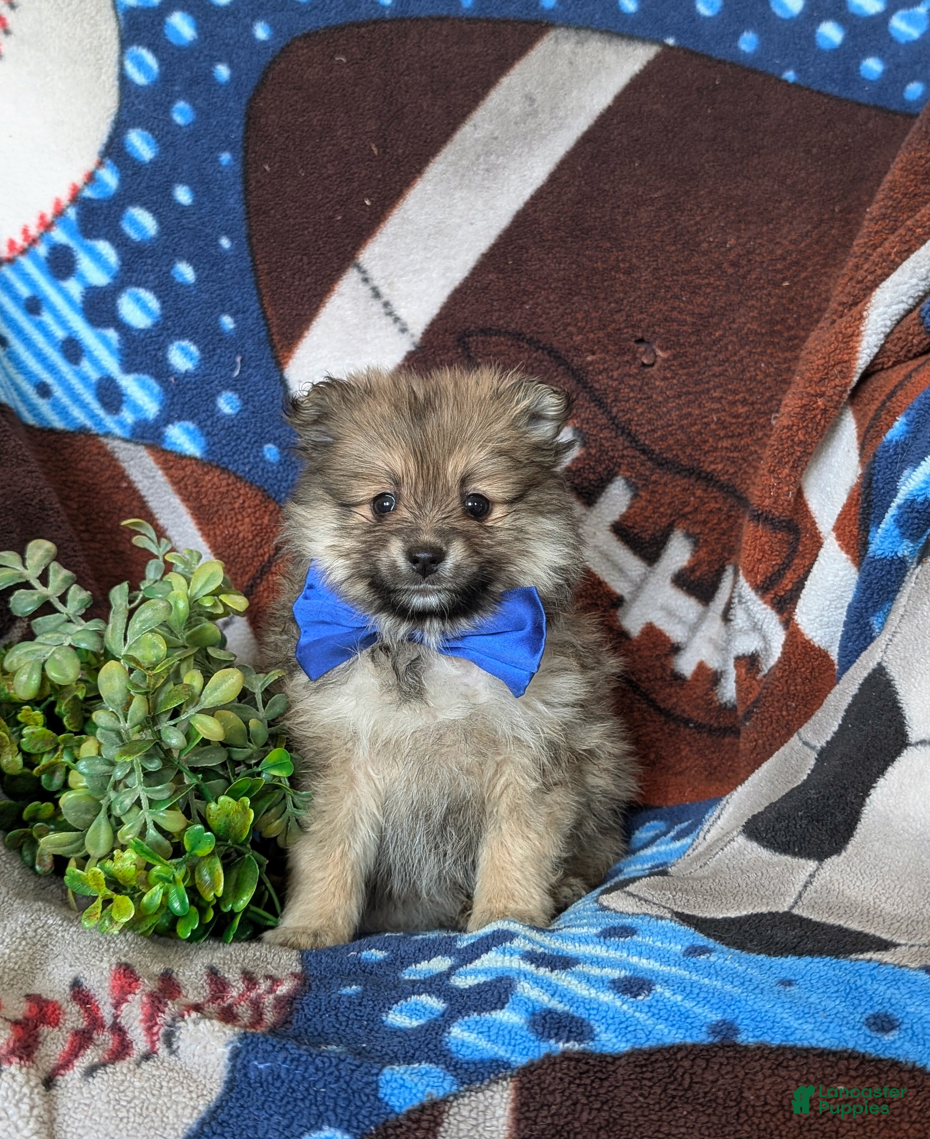 Pomeranian dogs Fulton - Ad 2