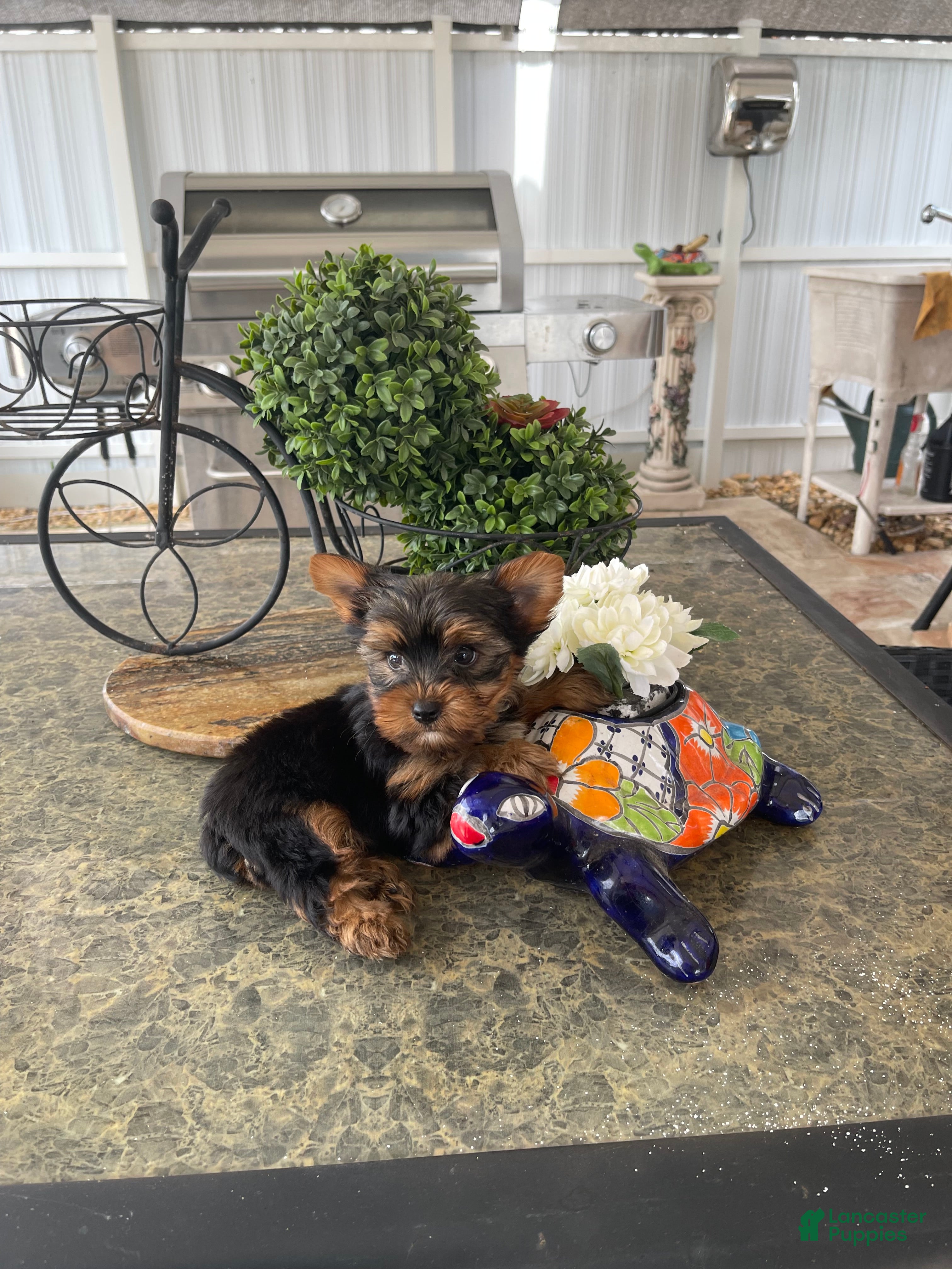 Yorkshire Terrier dogs Yorkshire Terrier  - Ad 1