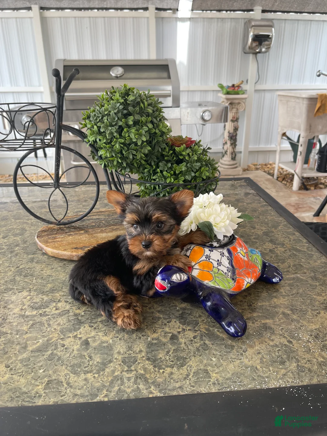 Yorkshire Terrier dogs for sale: Yorkshire Terrier  - Ad 1