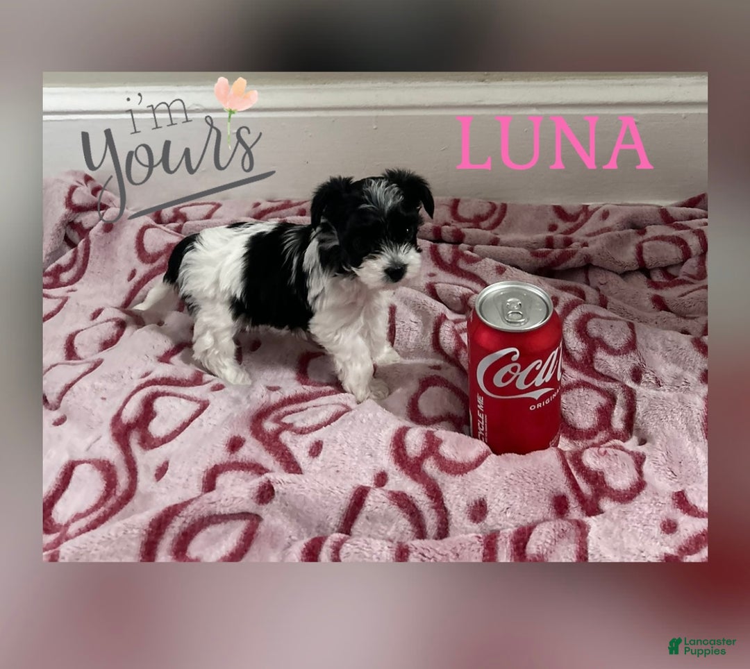 Yorkiepoo dogs for sale: TOY Size Luna - Ad 7