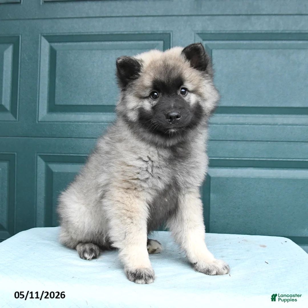 Keeshond dogs for sale: Scout - Ad 1