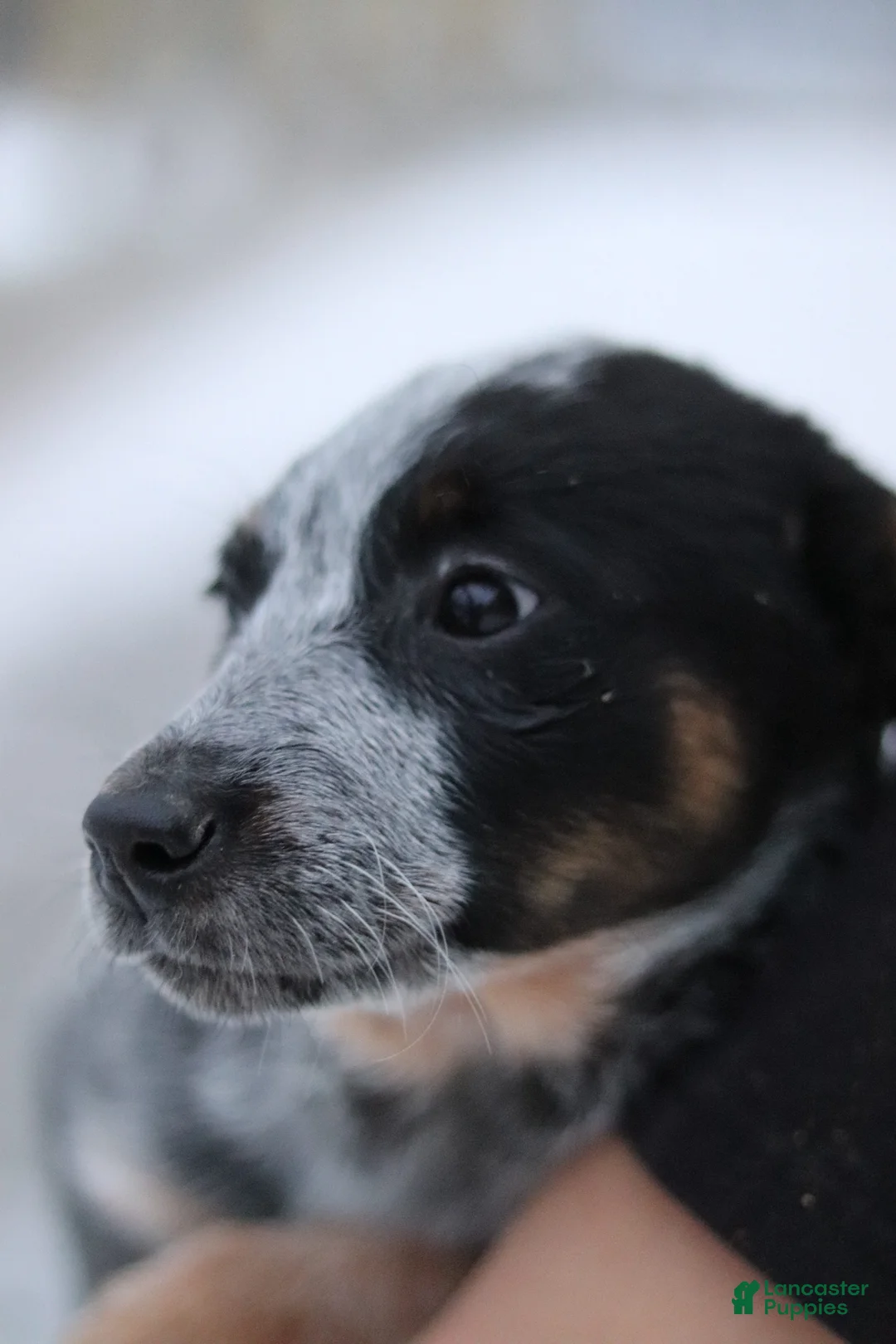 Australian Cattle Dog dogs for sale: Molly - Ad 2