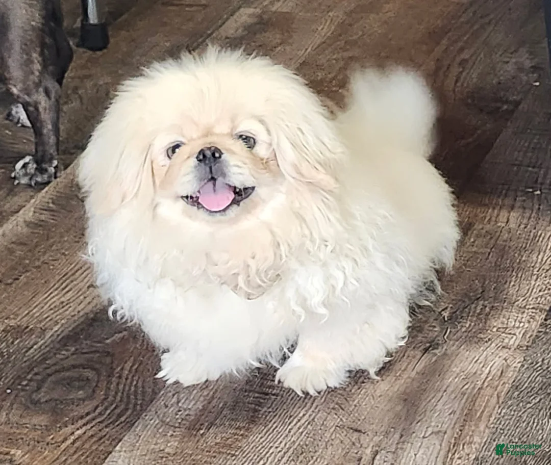 Pekingese dogs for sale: Pekingese Boy - Ad 1