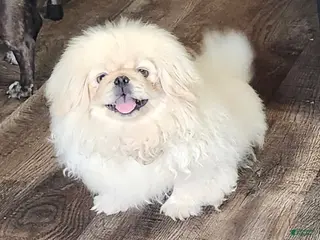 Pekingese dogs Pekingese Boy - Ad 3