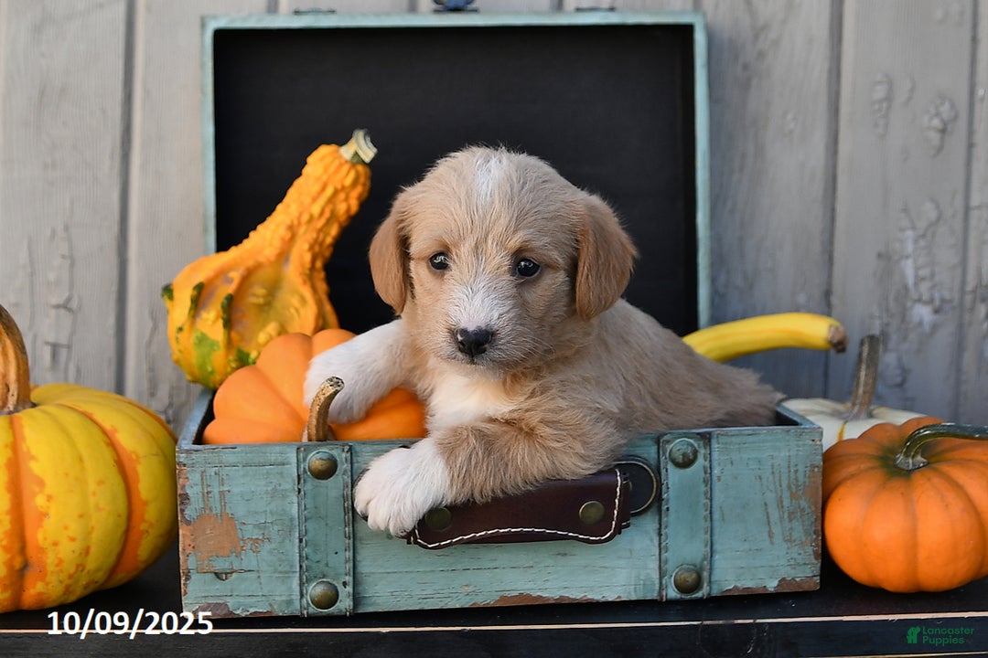 Mixed Breed dogs for sale: Tommy - Ad 7