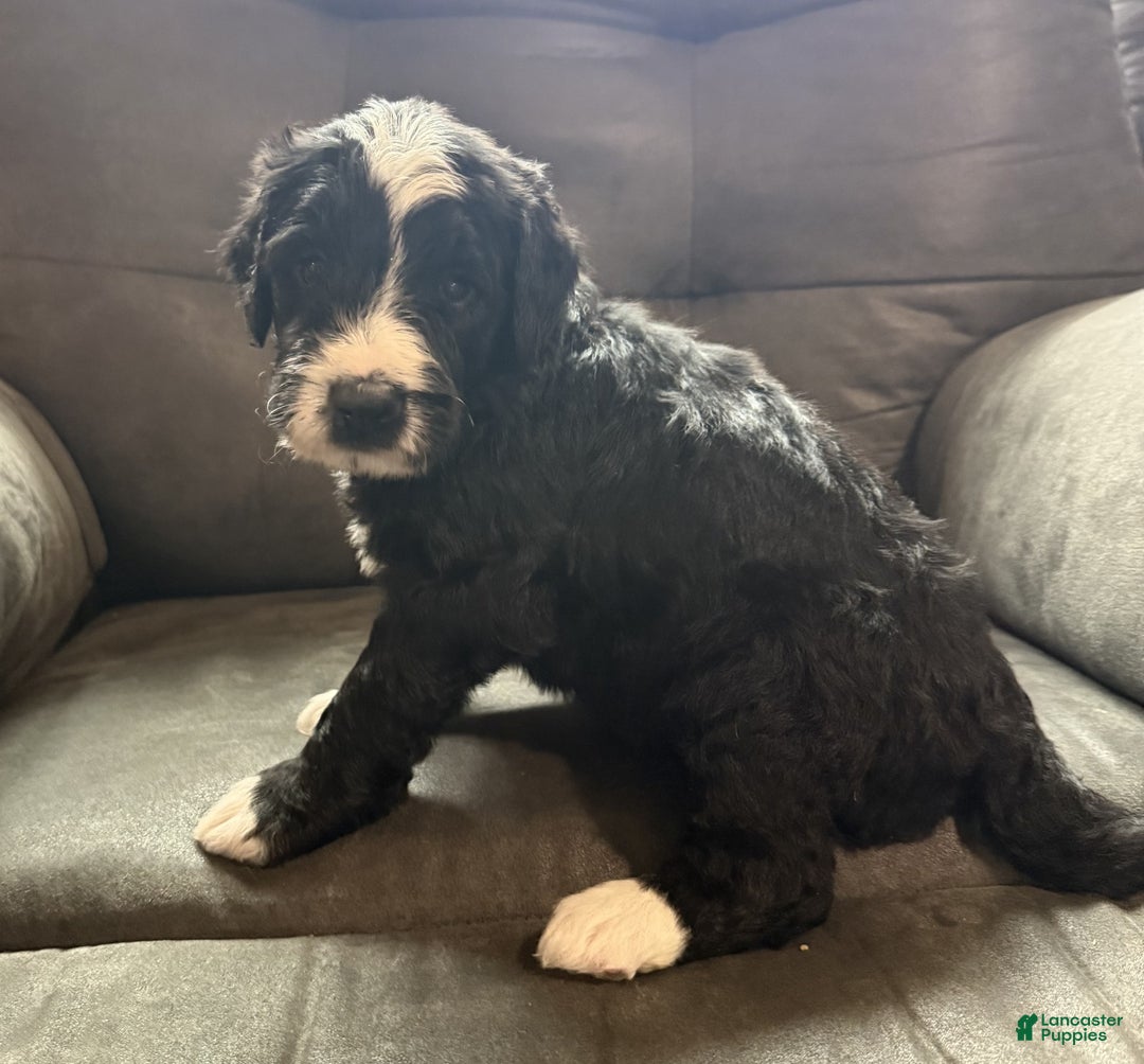 Bernedoodle dogs for sale: Max - Ad 2