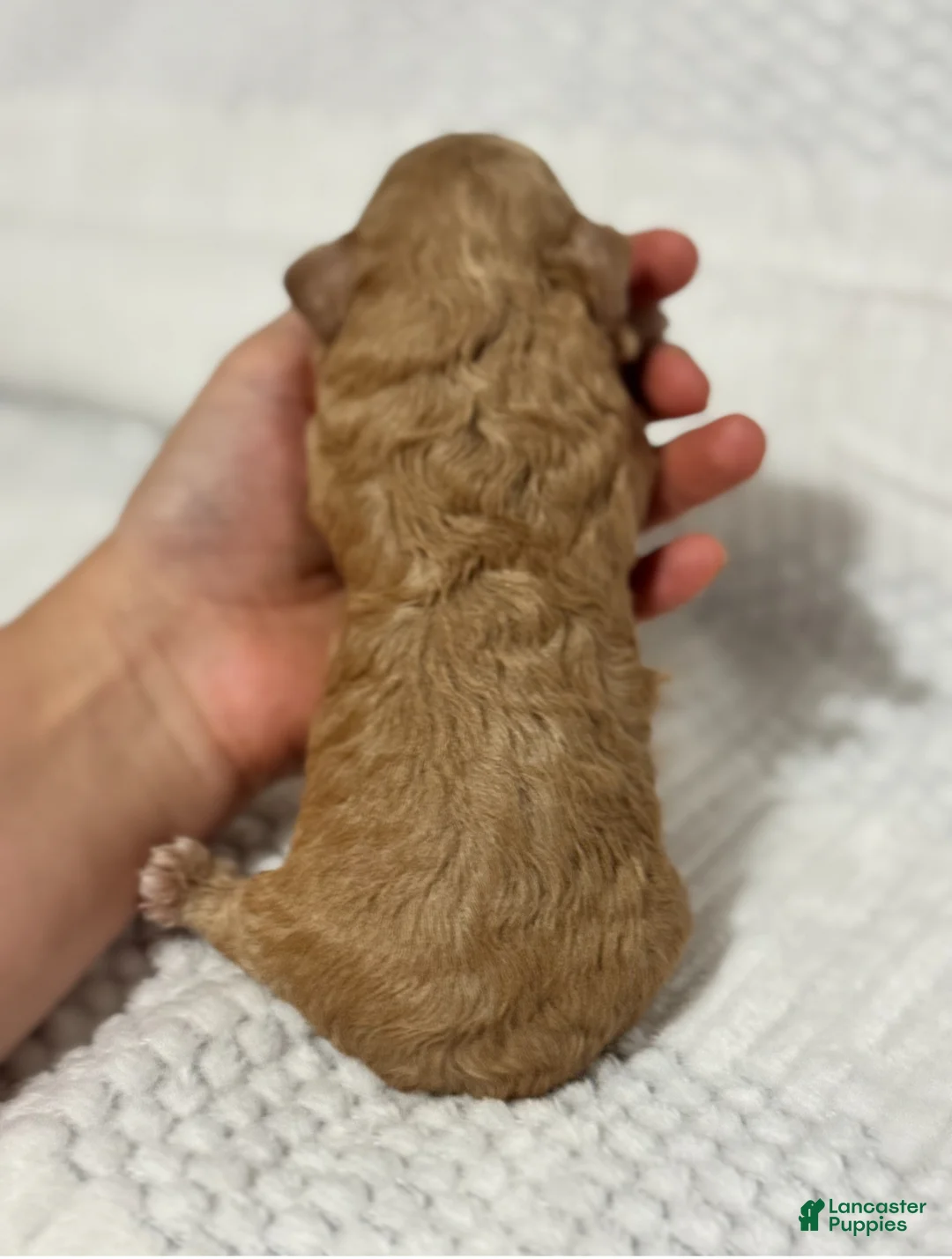 Toy Poodle dogs for sale: Christmas Blitzen - Ad 2