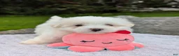 Maltese dogs for sale: Nick - Ad 12