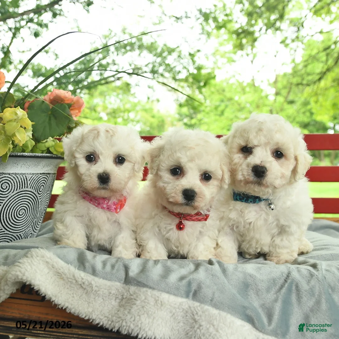 Bichon Frise dogs for sale: Conner  - Ad 3