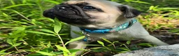 Pug dogs for sale: Jack - Ad 4