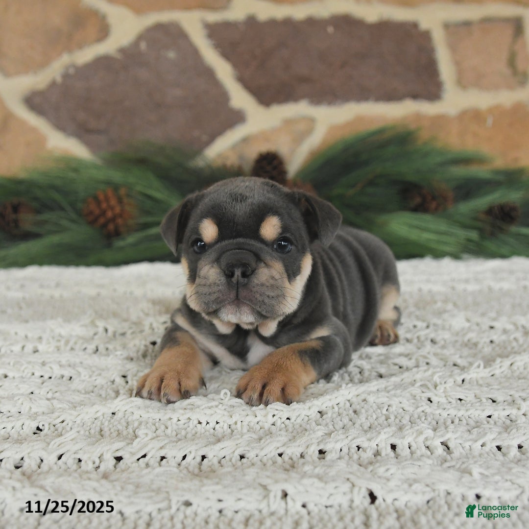 English Bulldog dogs for sale: Latte - Ad 2