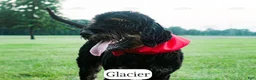Bernedoodle dogs for sale: Glacier - Ad 8