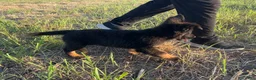 German Shepherd dogs for sale: Gonzo - Ad 7