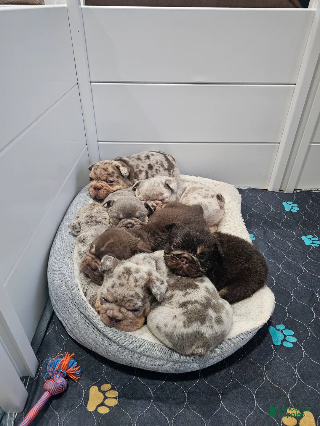 French Bulldog dogs for sale: Pluto - Ad 9
