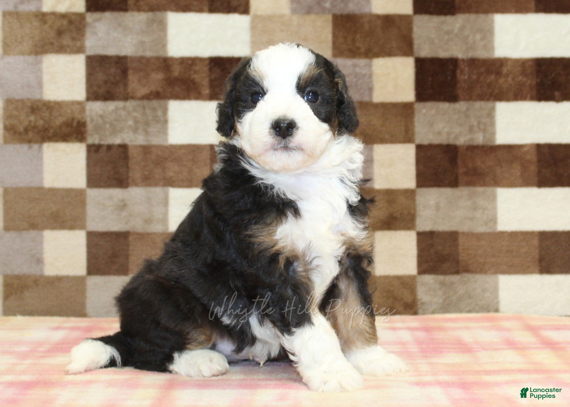 Mini Bernedoodle dogs Henry - Ad 1