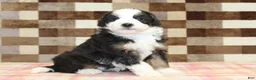 Mini Bernedoodle dogs for sale: Henry - Ad 1