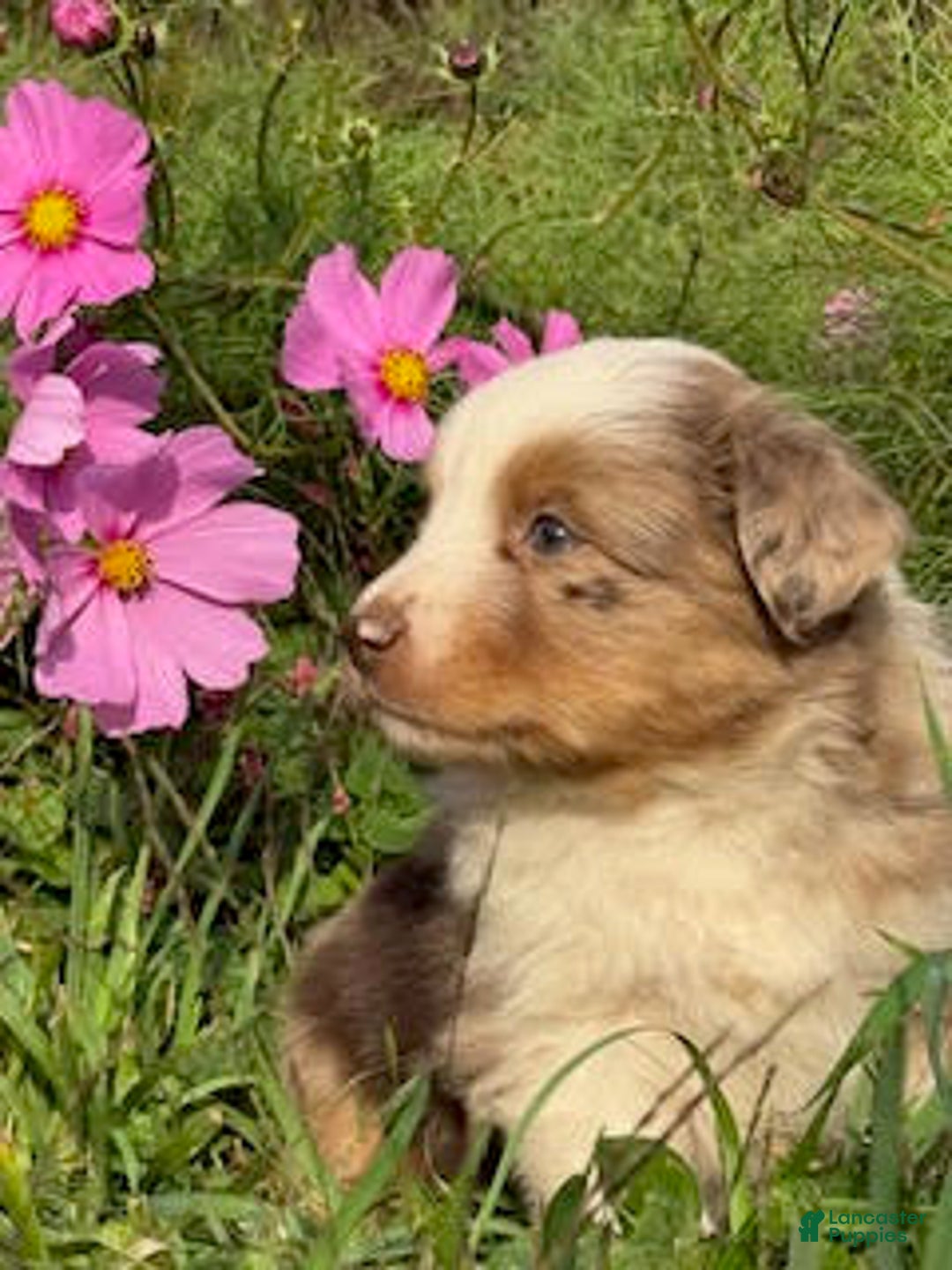Miniature Australian Shepherd dogs for sale: Milan - Ad 3
