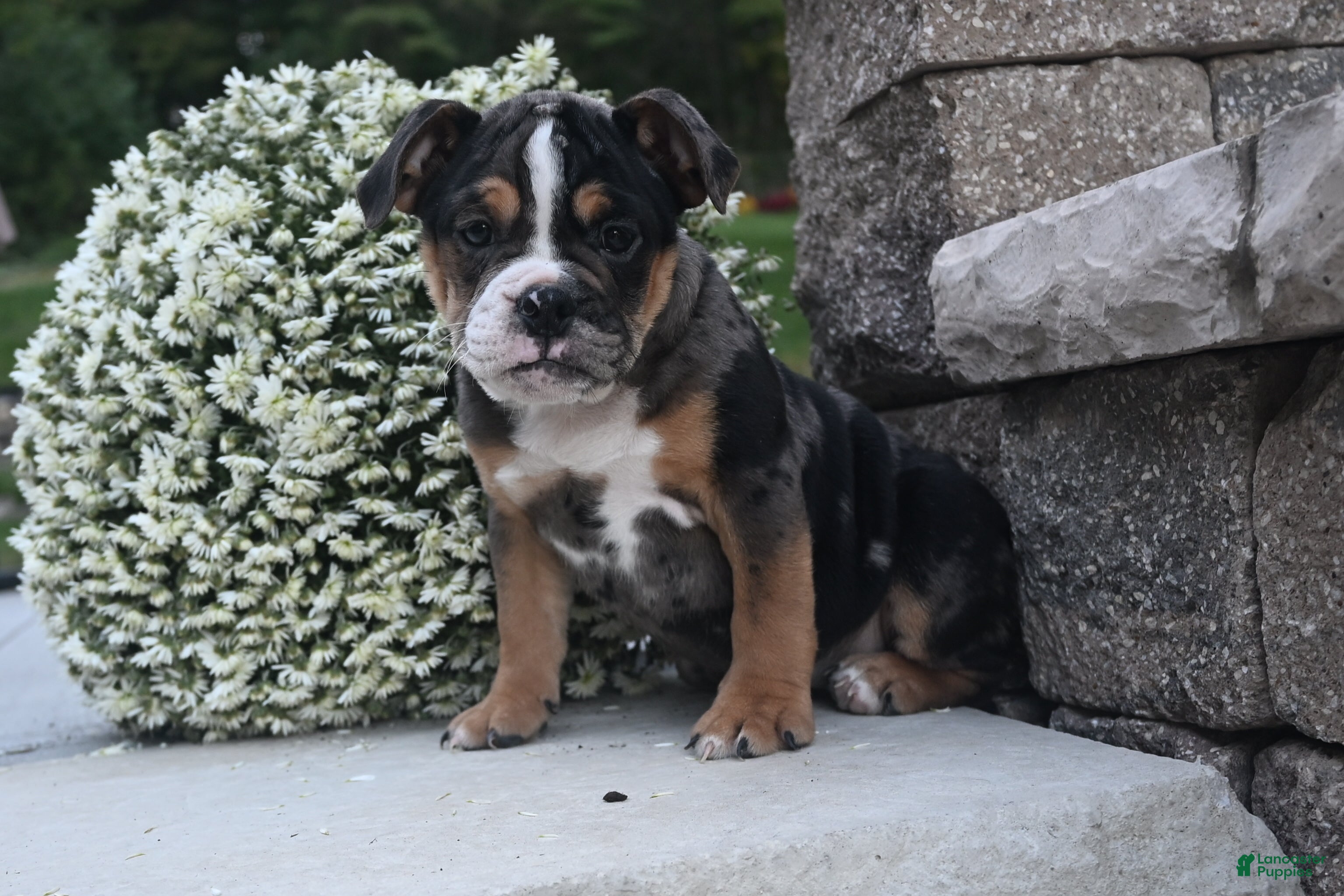 English Bulldog dogs Mia - Ad 1