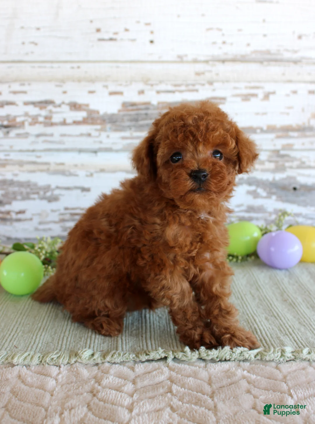 Toy Poodle dogs for sale: Kyle - Ad 2