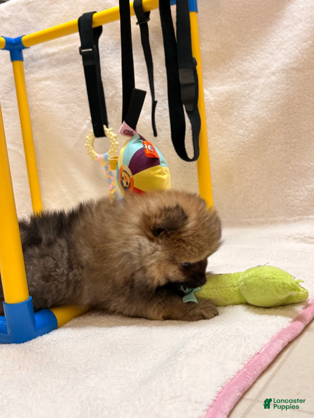 Pomeranian dogs for sale: Andy - Ad 2